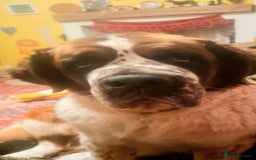 Saint Bernard dogs for sale: Female rough coated Saint Bernard  - Image 6