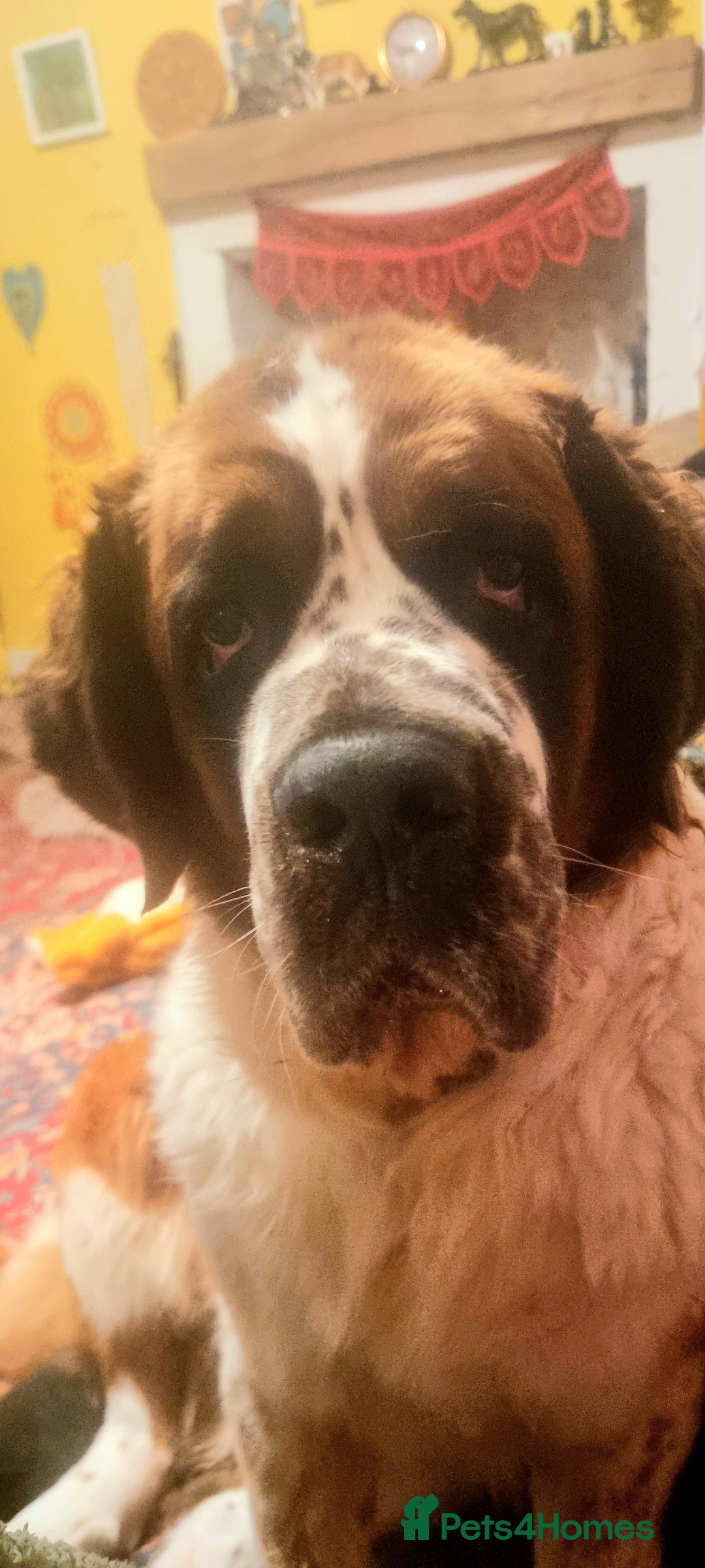 Saint Bernard dogs for sale: Female rough coated Saint Bernard  - Image 6