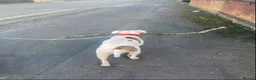 American Bulldog dogs for sale: Lovely kind DEAF American bulldog - Advert 6
