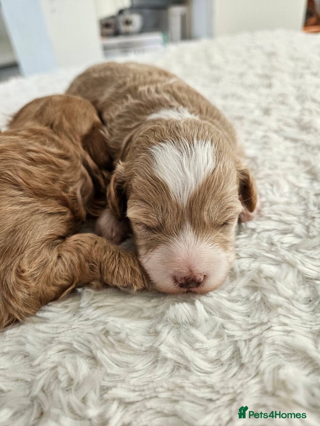 Maltipoo dogs for sale: Stunning Maltipoo Puppies ❤️  - Image 18