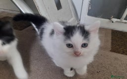British Longhair cats for sale: Kittens for sale - Image 17