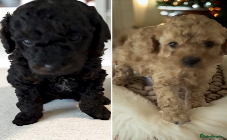 Toy Poodle dogs - Advert 4