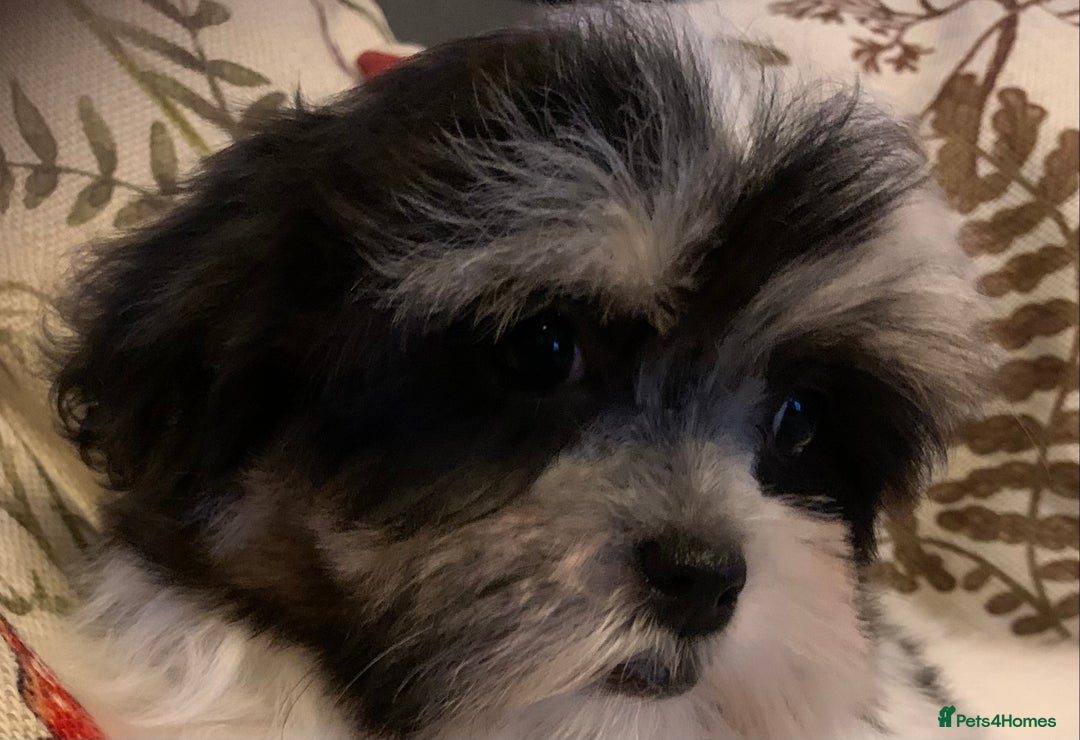 Maltese dogs for sale: Adorable little Maltese puppies  - Image 14