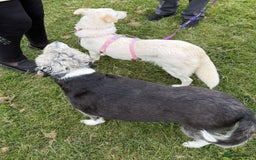 Mixed Breed dogs for adoption: MEET ALASKA - Image 6