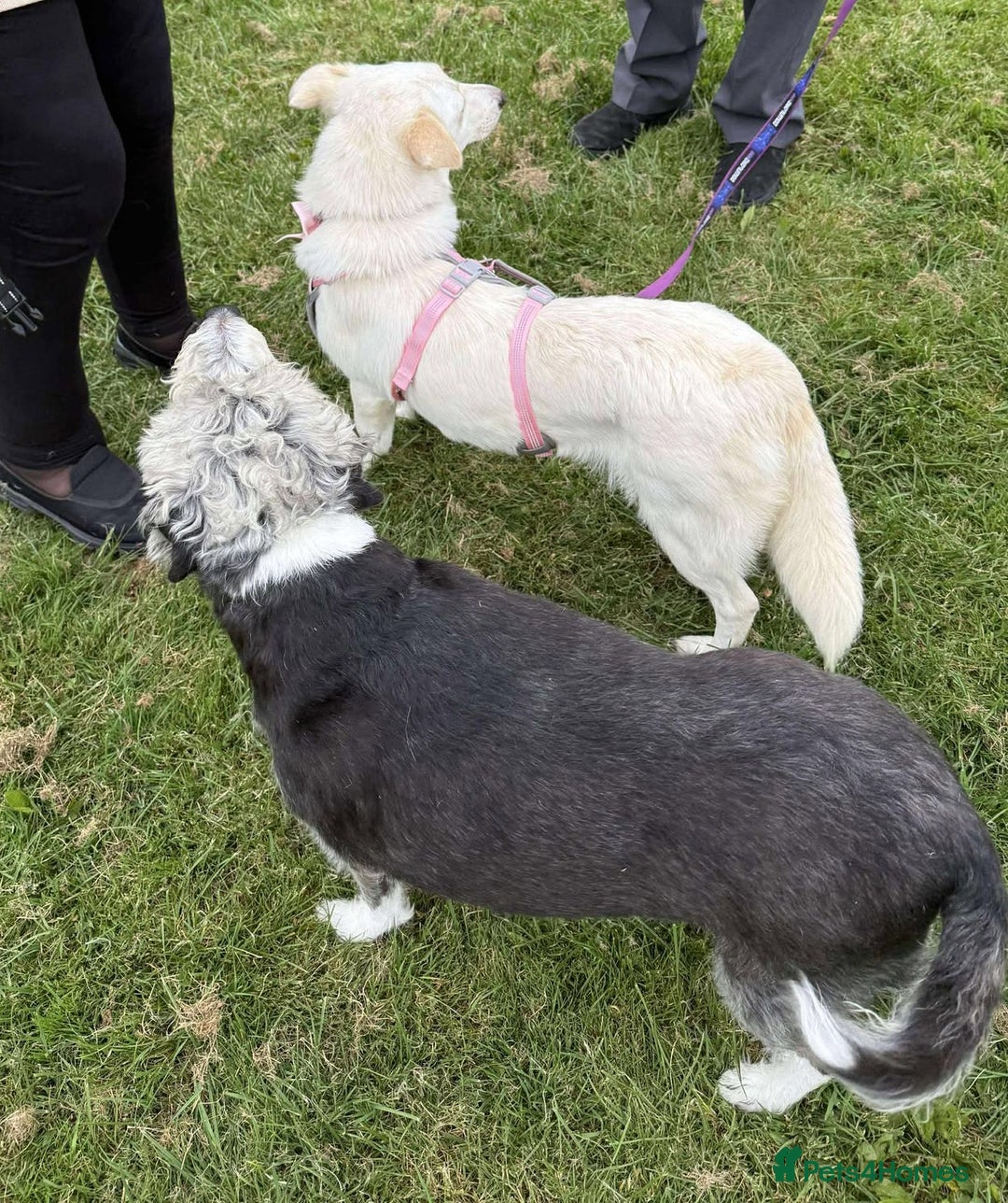 Mixed Breed dogs for adoption: MEET ALASKA - Image 6