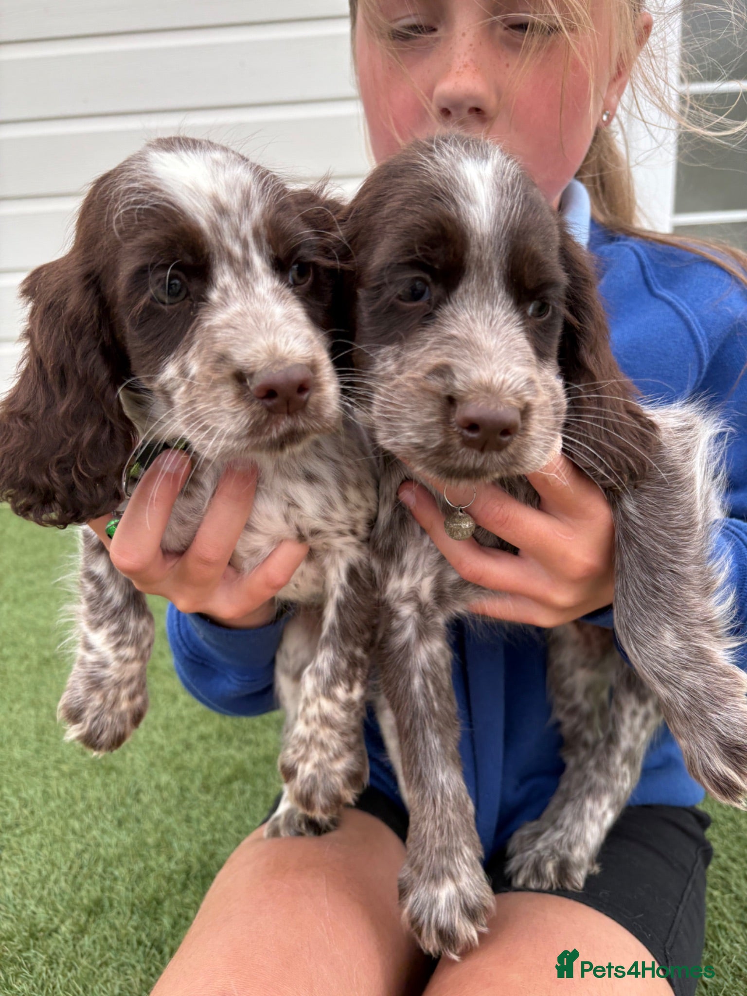 Cocker Spaniel dogs Ready to go Cocker spaniel puppies 4boys 2girls  - Advert 20
