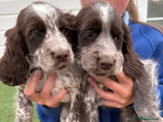 Cocker Spaniel dogs Ready to go Cocker spaniel puppies 4boys 2girls - Advert 1
