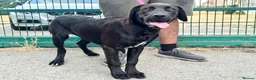 Cane Corso dogs for sale: 1 male 1 female cane  in Romford - Advert 3