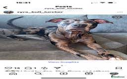 Mixed Breed dogs for sale: Second generation Female bull lurcher  - Image 18