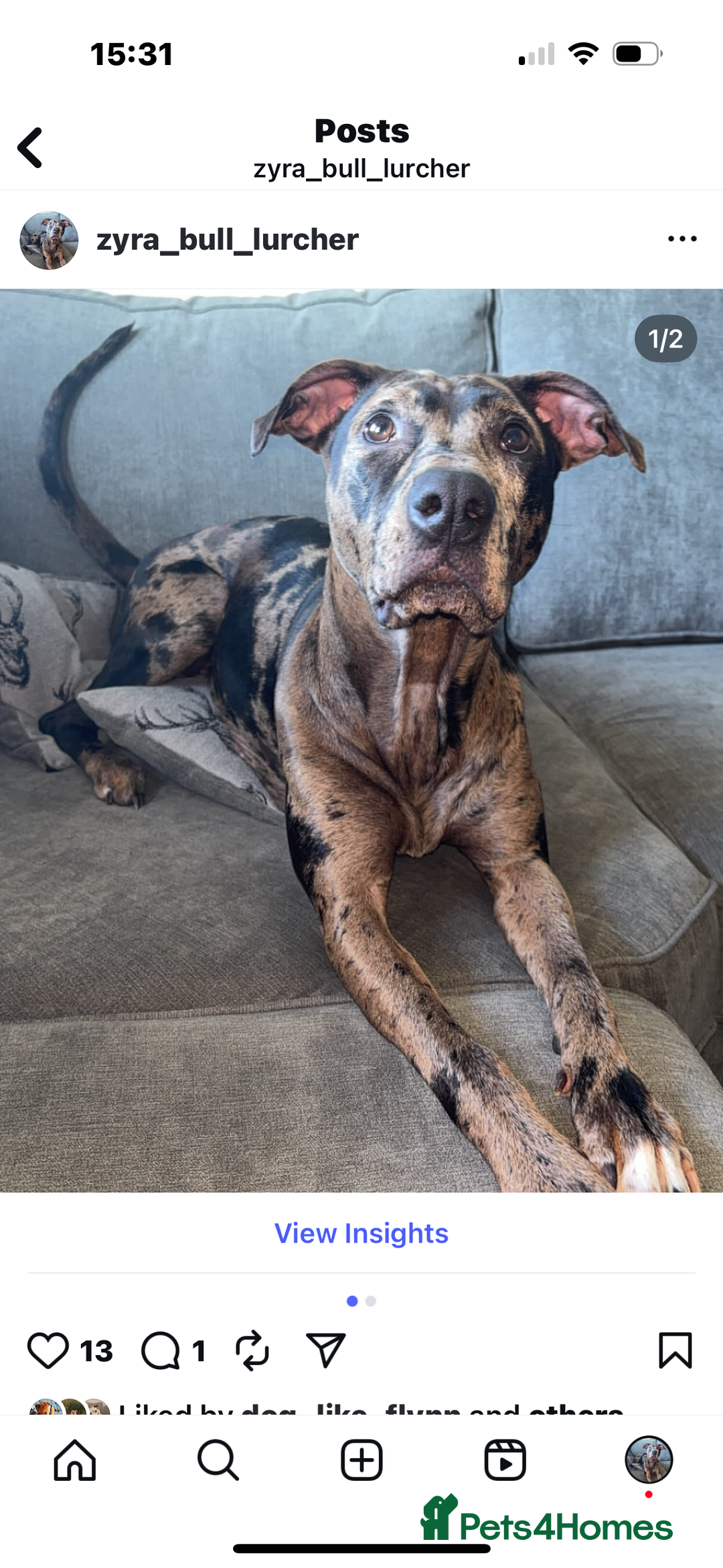 Mixed Breed dogs for sale: Second generation Female bull lurcher  - Image 18