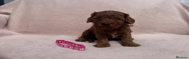 Pink collar