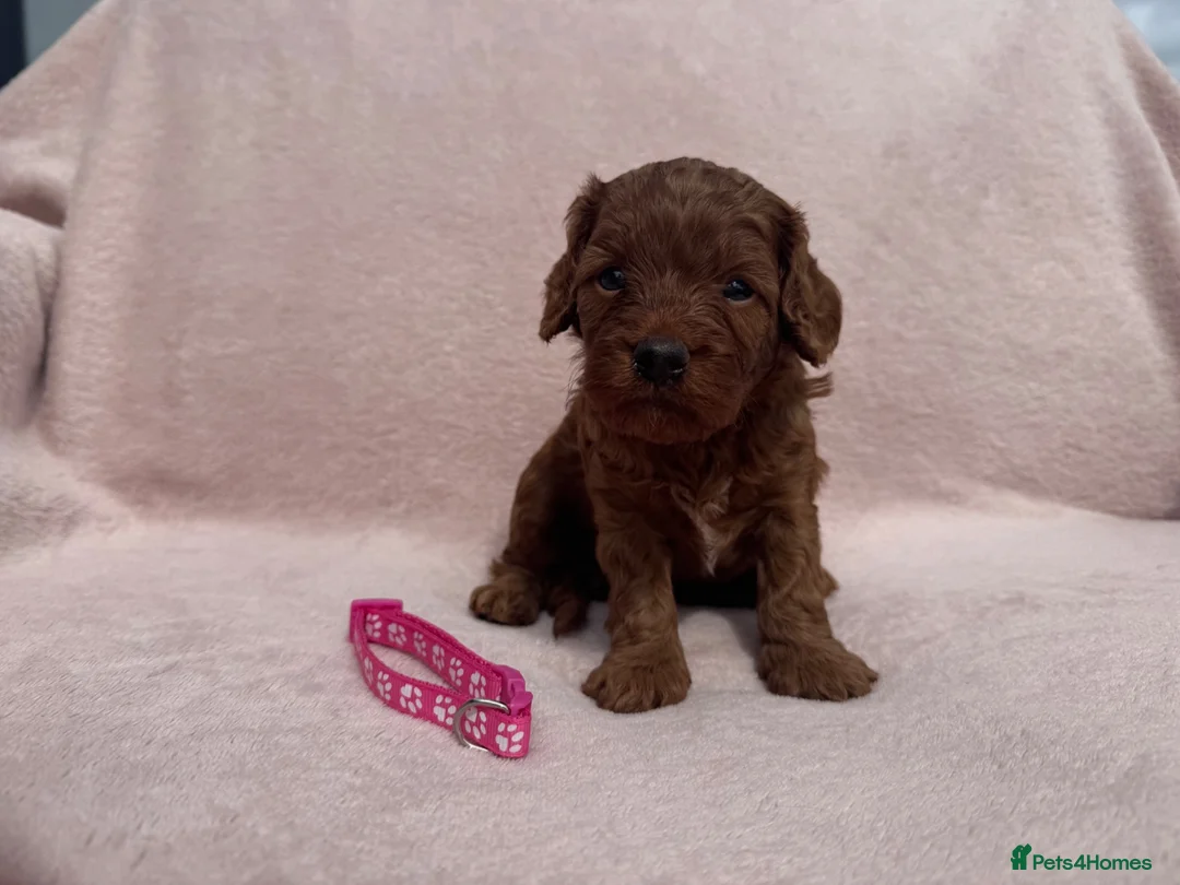 Cavapoo dogs for sale: Stunning home bred Cavapoo puppies health tested  - Advert 10