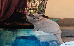 British Shorthair cats for sale: Adorable Purebred Lilac British Shorthair Kitten  - Image 5