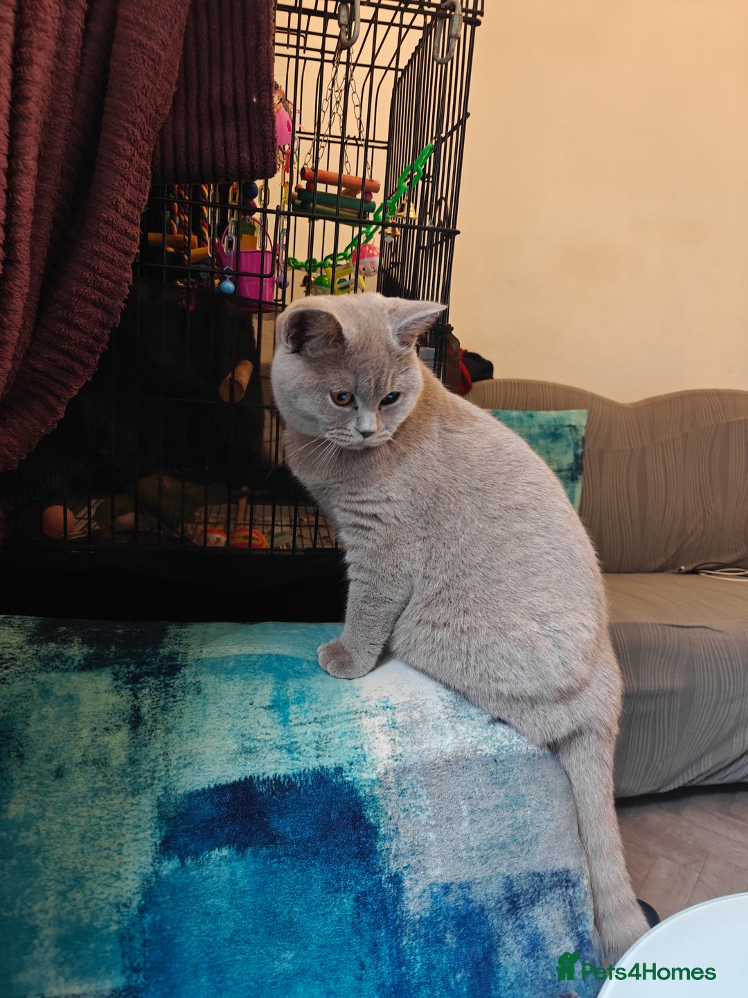 British Shorthair cats for sale: Adorable Purebred Lilac British Shorthair Kitten  - Image 5