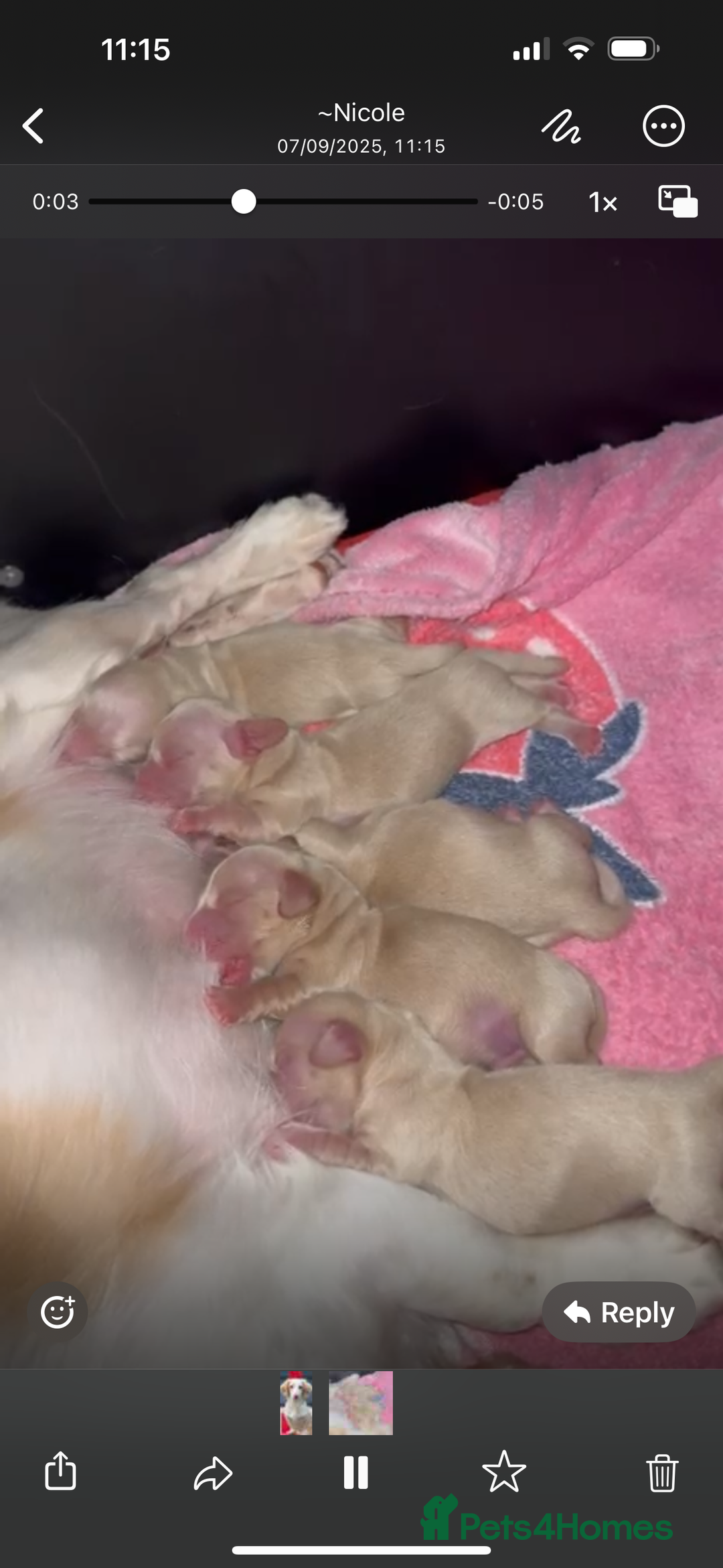 Miniature Dachshund dogs for stud: Stunning L/H mini cream X2 intensity KCreg proven  - Advert 14
