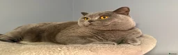 British Shorthair cats for sale: Bonded British Shorthair & Domestic Shorthair in Houghton le Spring - Advert 3