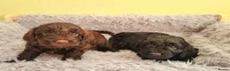 Cockapoo dogs for sale: Cockapoo puppies - Advert 5