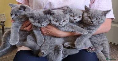 British Shorthair cats - Advert 13