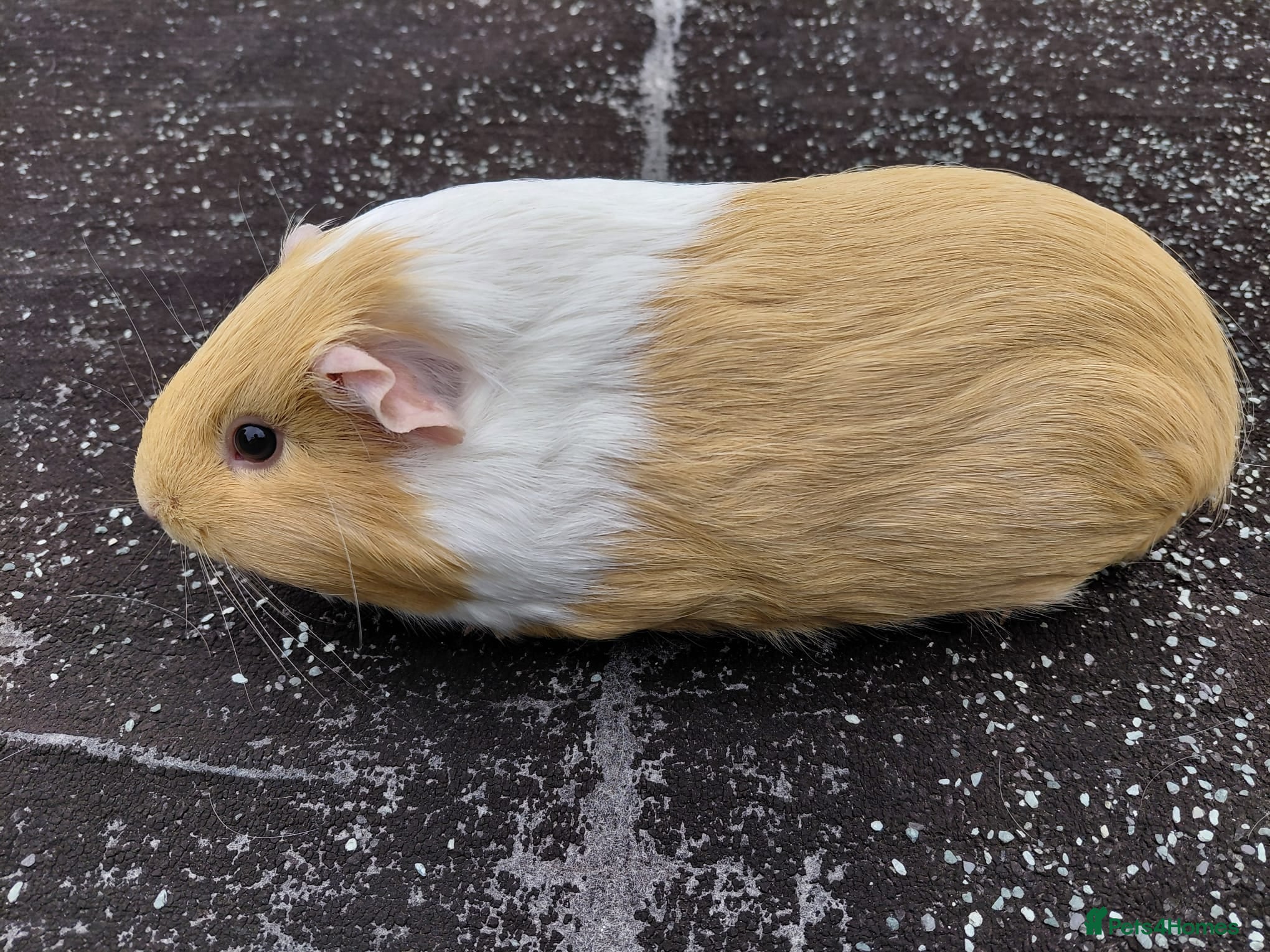 Guinea Pig rodents for sale: Pretty female Guinea pigs for sale  - Advert 1