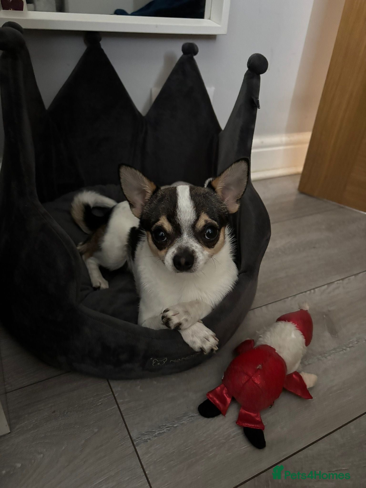 Chihuahua dogs Charming Male Chihuahua Available for Stud! - Advert 4