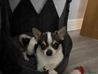 Chihuahua dogs Charming Male Chihuahua Available for Stud! - Advert 4