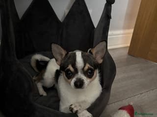 Chihuahua dogs Charming Male Chihuahua Available for Stud! - Advert 8