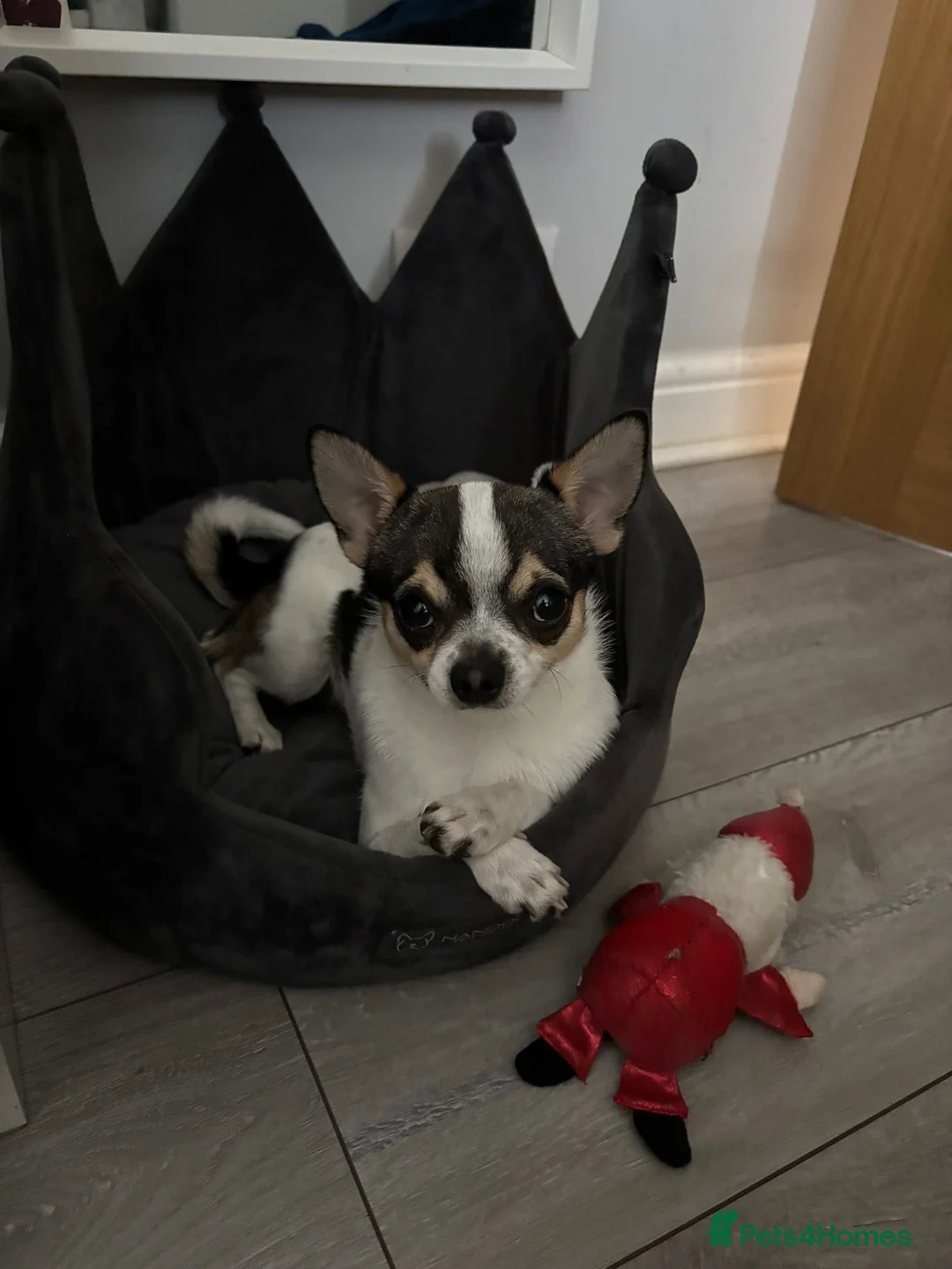 Chihuahua dogs for stud: Charming Male Chihuahua Available for Stud! - Advert 1