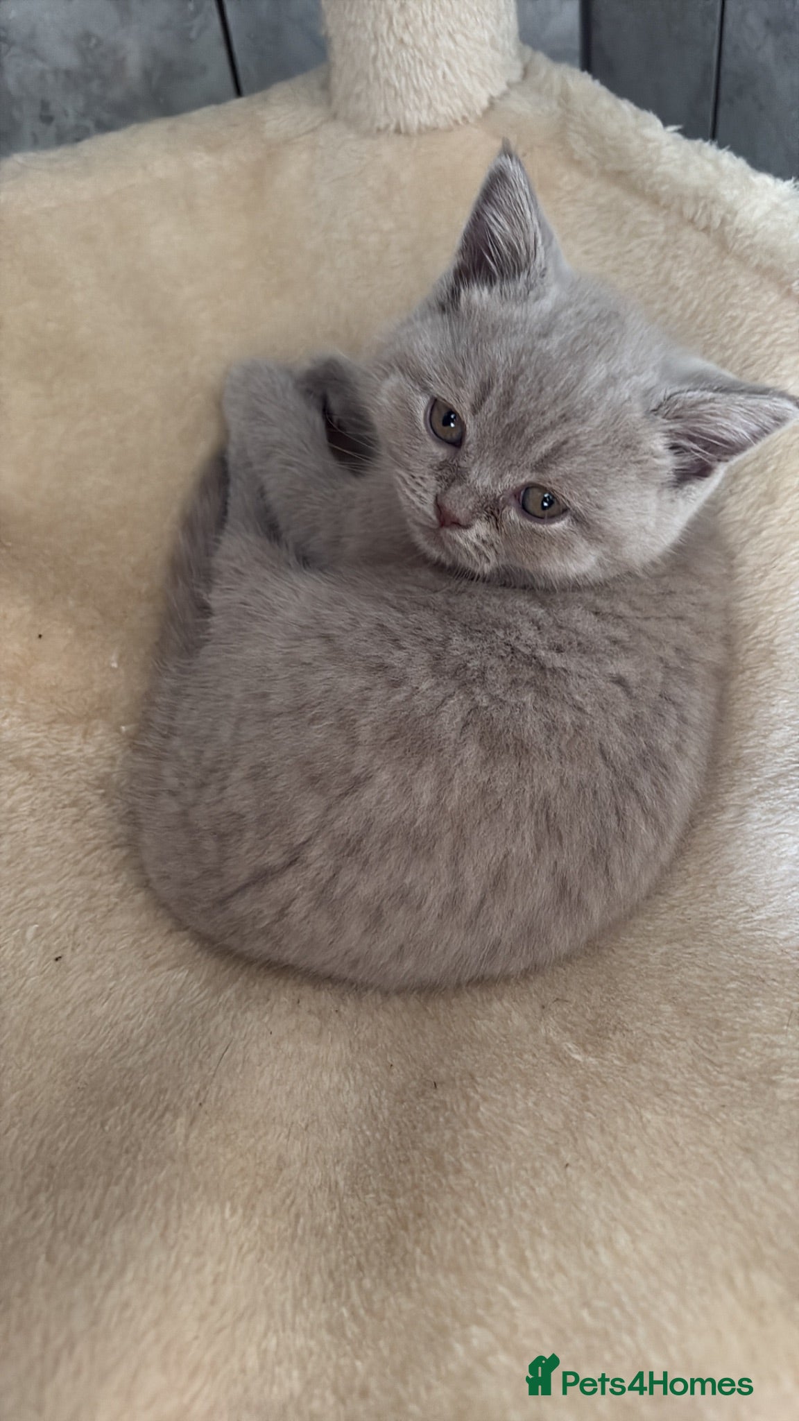 British Shorthair cats Two Only,Cute, Fully Vaccinated BSH female kittens - Advert 1