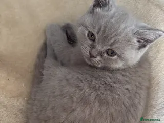British Shorthair cats GREAT PRICE Pedigree,Vaccinated BSH kittens - Advert 2