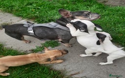 Mixed Breed dogs for sale: Frenglish puppies ready now - Image 11