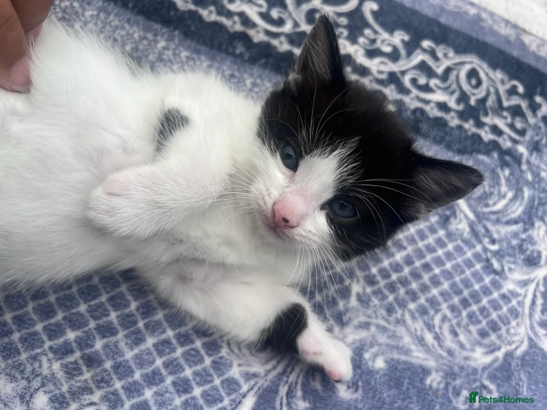 Mixed Breed cats for sale: 3 lovely little kittens  - Advert 2