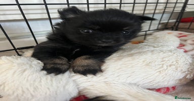 Pomchi dogs - Advert 3