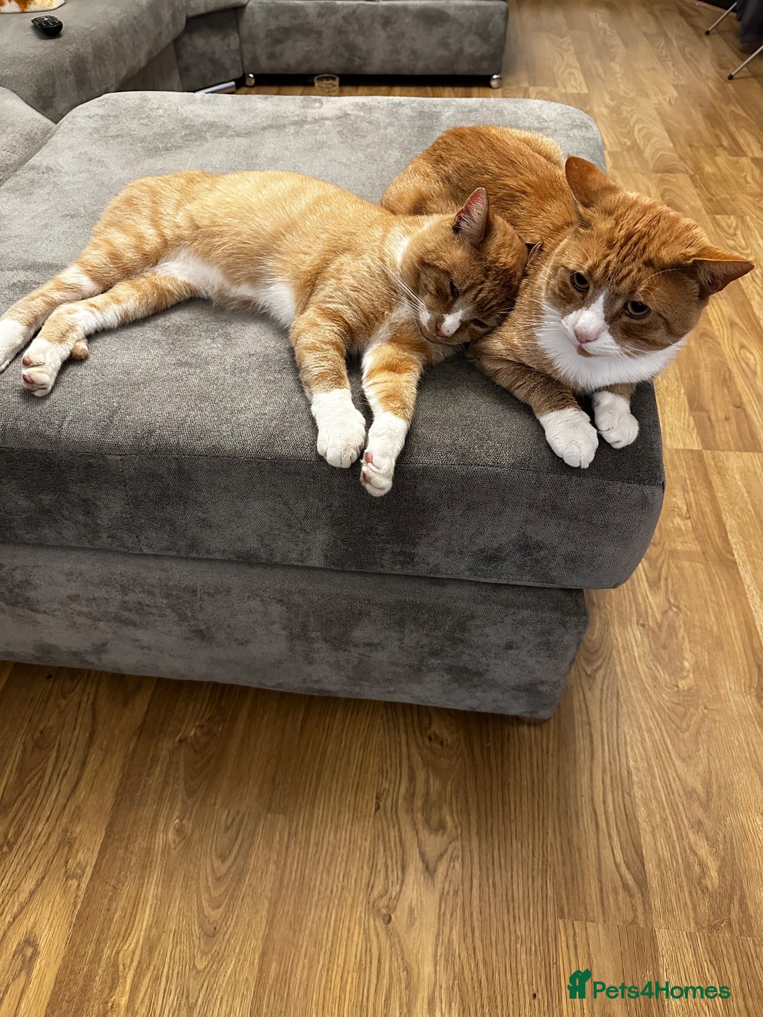 Domestic Shorthair cats 2 Domestic Shorthair Brothers  - Advert 6