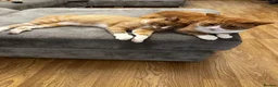 Domestic Shorthair cats for sale: 2 Domestic Shorthair Brothers  in Romford - Advert 1