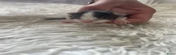 Mixed Breed cats for sale: Beautiful persian cross long hair domestic cat  - Advert 33