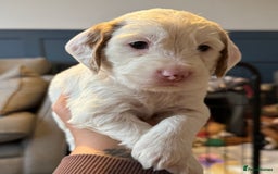 Cockapoo dogs for sale: Two gorgeous F2b Cockapoo girls left  - Advert 16