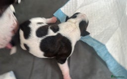 Mixed Breed dogs for sale: StaffyXAmerican bulldog puppies  - Image 5