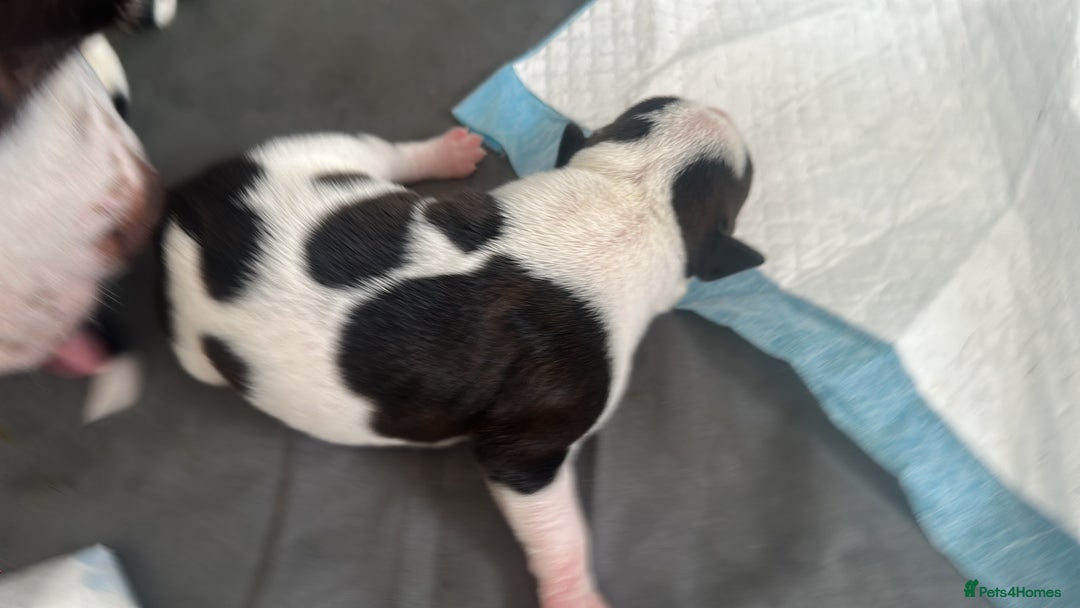 Mixed Breed dogs for sale: StaffyXAmerican bulldog puppies  - Image 5