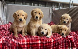 Golden Retriever dogs for sale: STUNNING GOLDEN RETRIEVER PUPPIES READY NOW - Image 13
