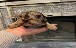 Cockapoo dogs for sale: 5 ⭐️ Cockapoo Puppies for 5 ⭐️ homes only - Image 29