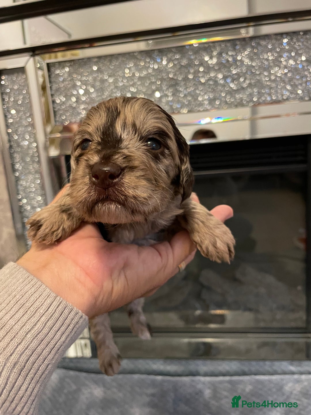 Cockapoo dogs for sale: 5 ⭐️ Cockapoo Puppies for 5 ⭐️ homes only - Image 29