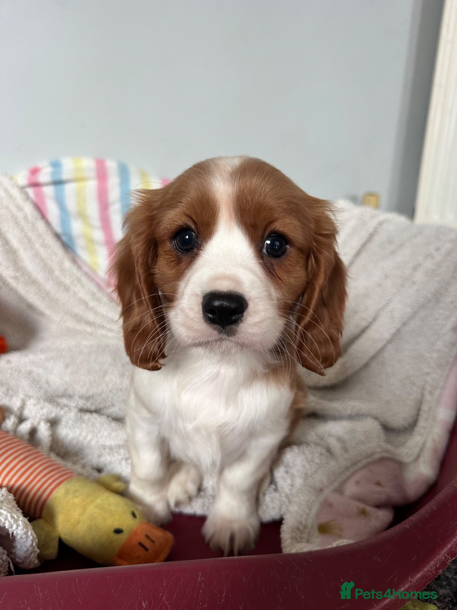 Cavalier King Charles Spaniel dogs Beautiful Cavalier King Charles Spaniel puppies - Advert 1