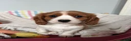 Cavalier King Charles Spaniel dogs for sale: Beautiful Cavalier King Charles Spaniel puppies - Advert 1