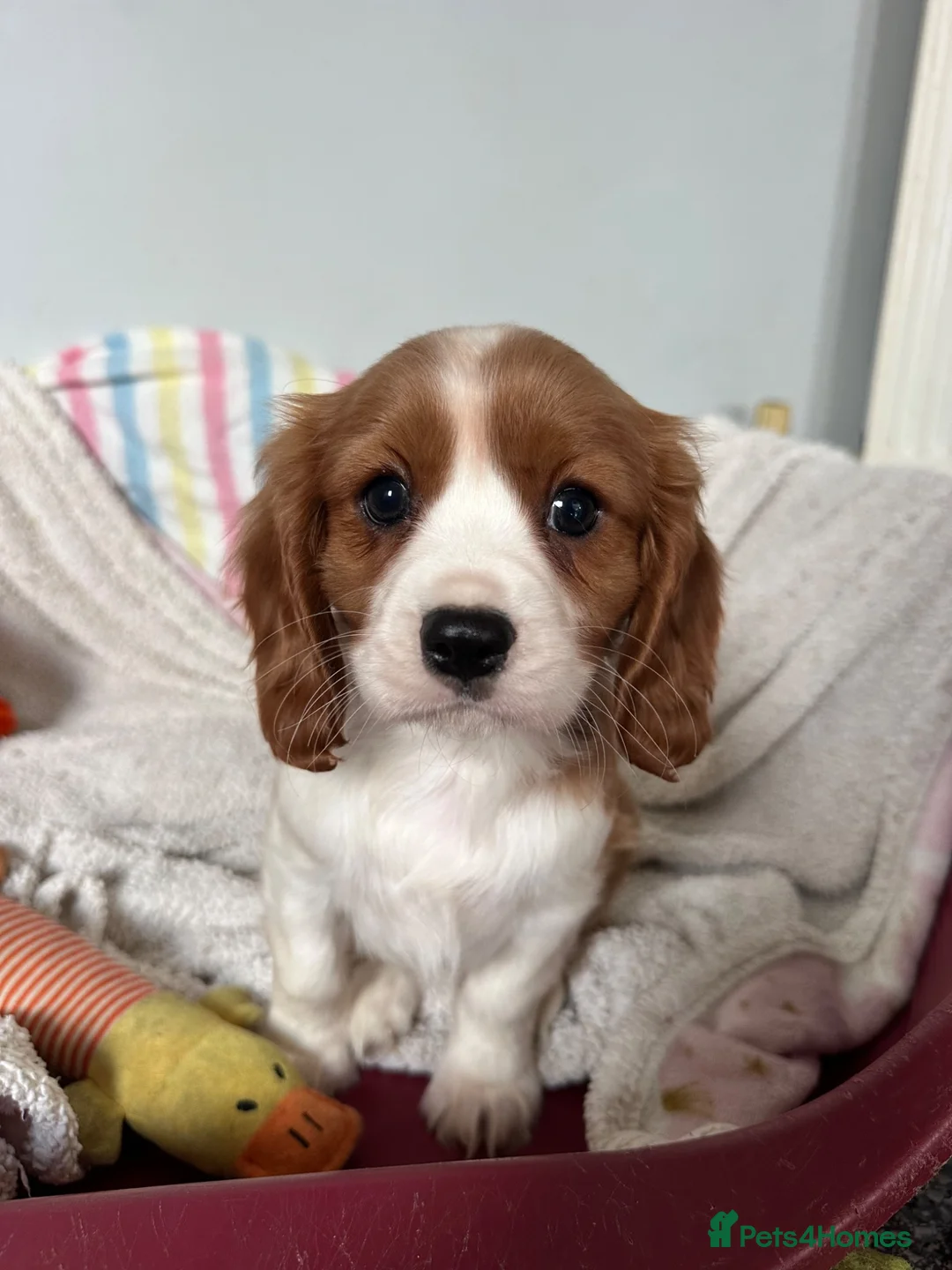 Cavalier King Charles Spaniel dogs for sale: Beautiful Cavalier King Charles Spaniel puppies - Advert 1