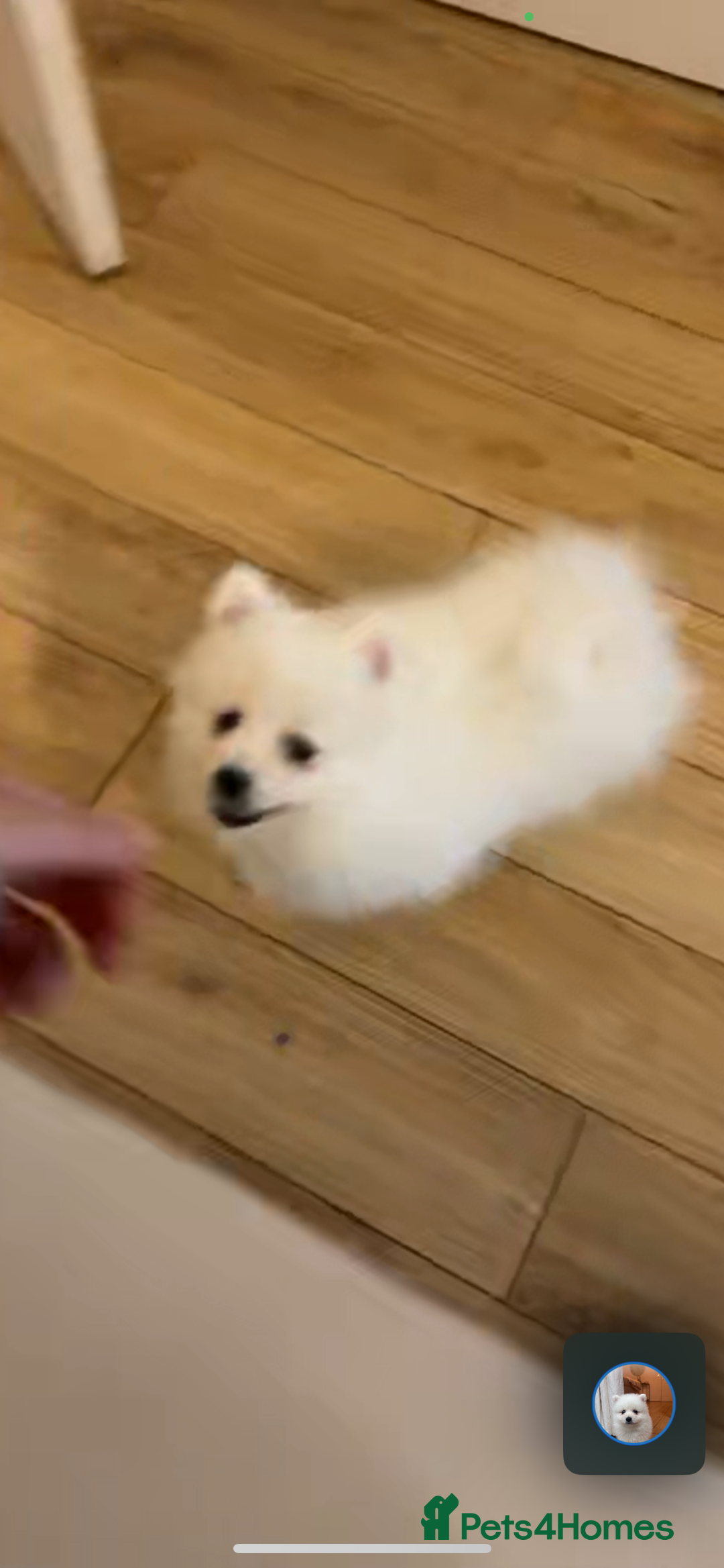 Pomeranian dogs for sale:  Sweet boy Pomeranian - Advert 7