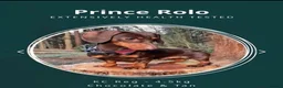 Miniature Dachshund dogs for sale: Miniature dachshunds - Advert 3