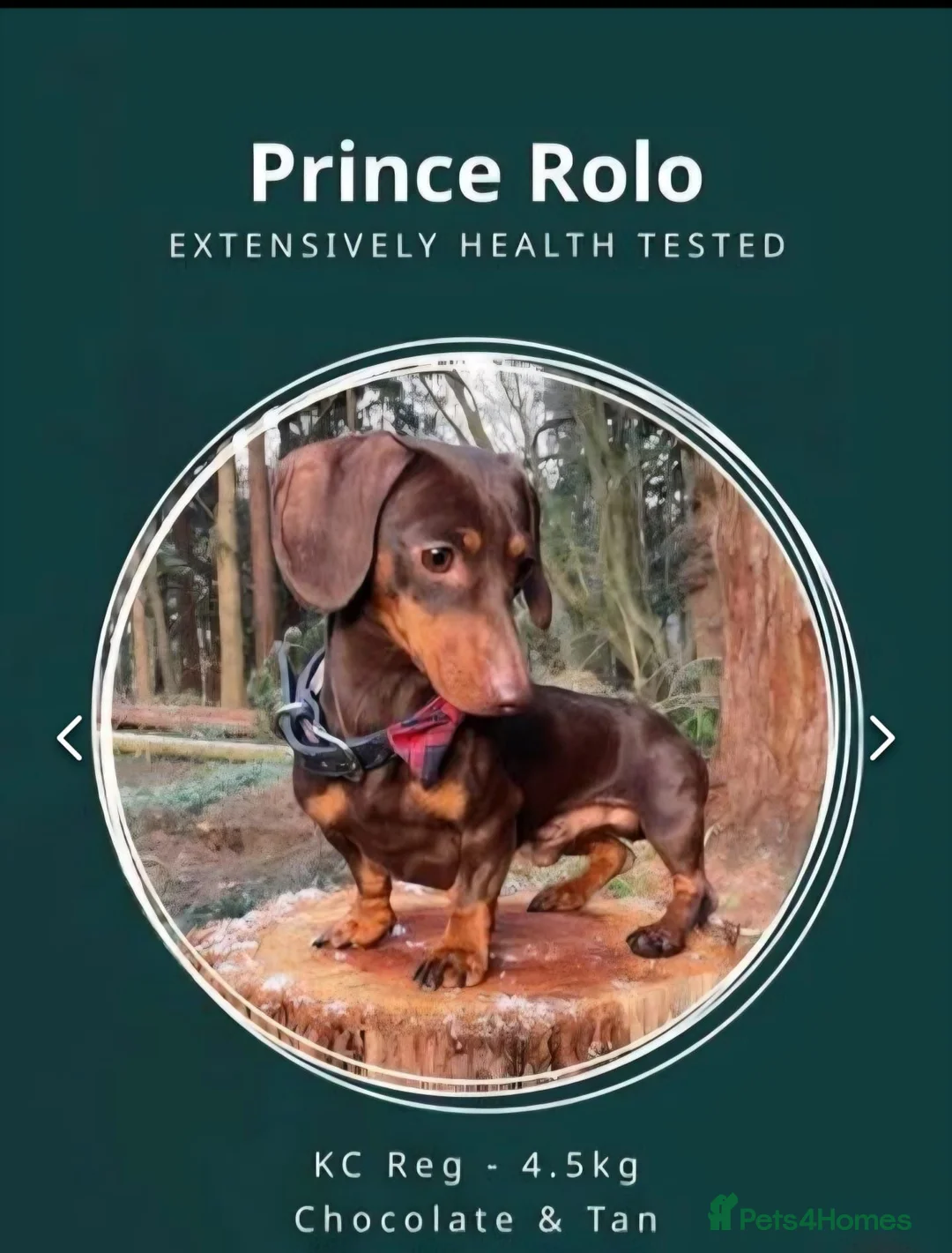 Miniature Dachshund dogs for sale: Miniature dachshunds - Advert 3