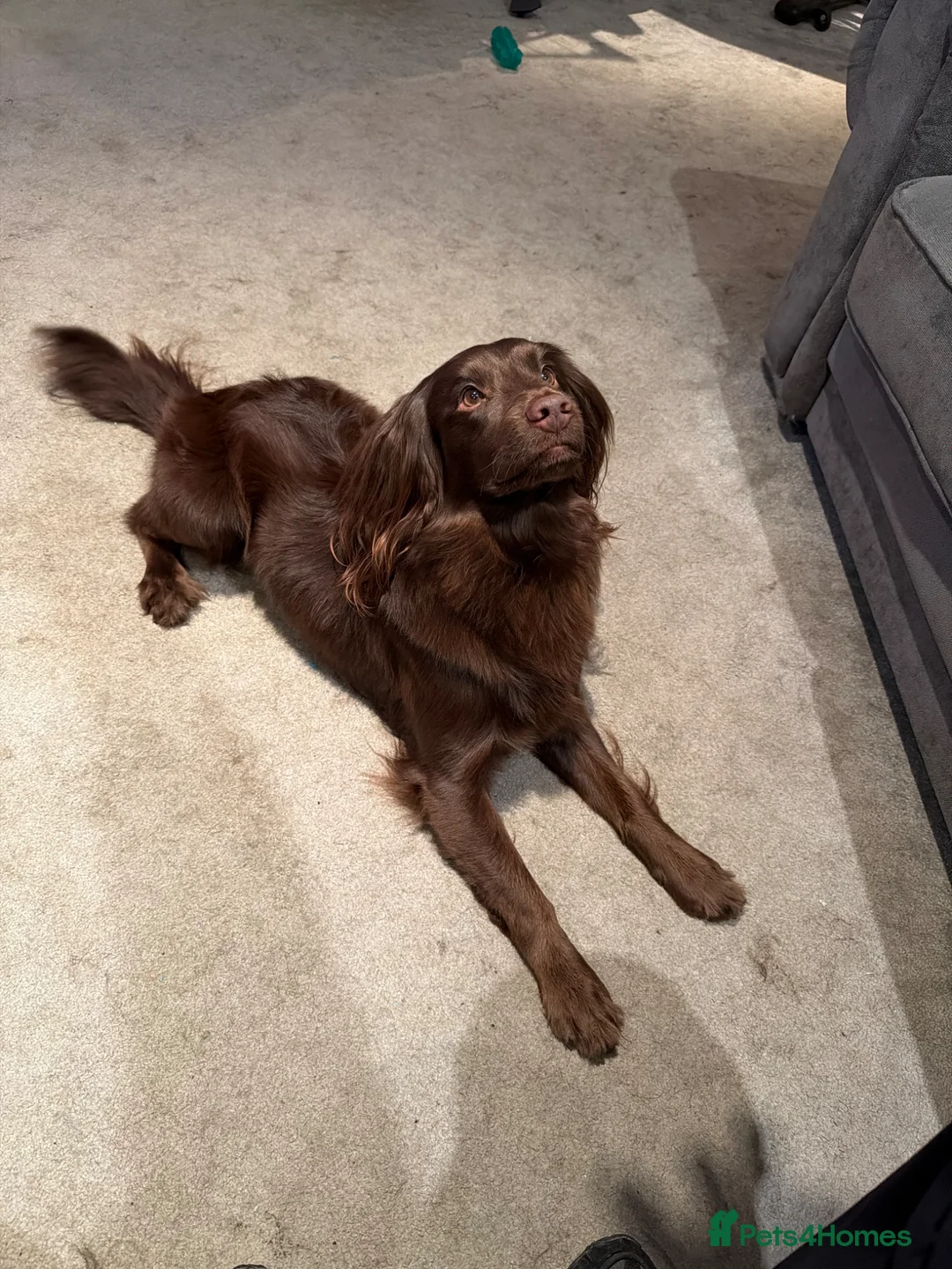 Cockapoo dogs for stud: (Drizzy) Chocolate Cockapoo  in Doncaster - Advert 2