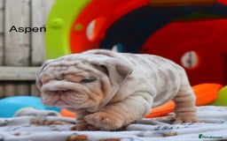 English Bulldog dogs for sale: Outstanding English bulldog puppies - Image 4