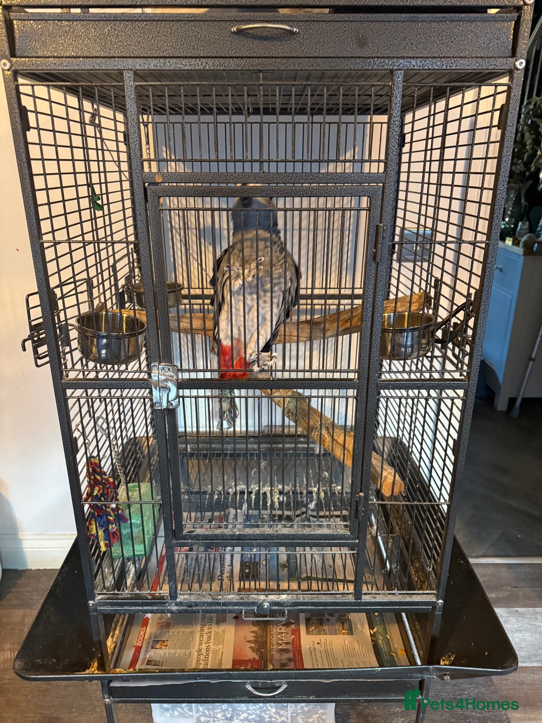 Parrots birds for sale: Male African Grey Parrot 5 year old  - Advert 5